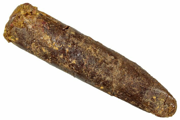 Bargain, Fossil Sauropod Dinosaur (Titanosaur) Tooth - Morocco #298647